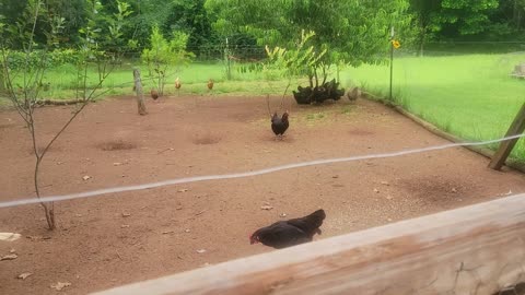 A good look at the baby chicks 06302025