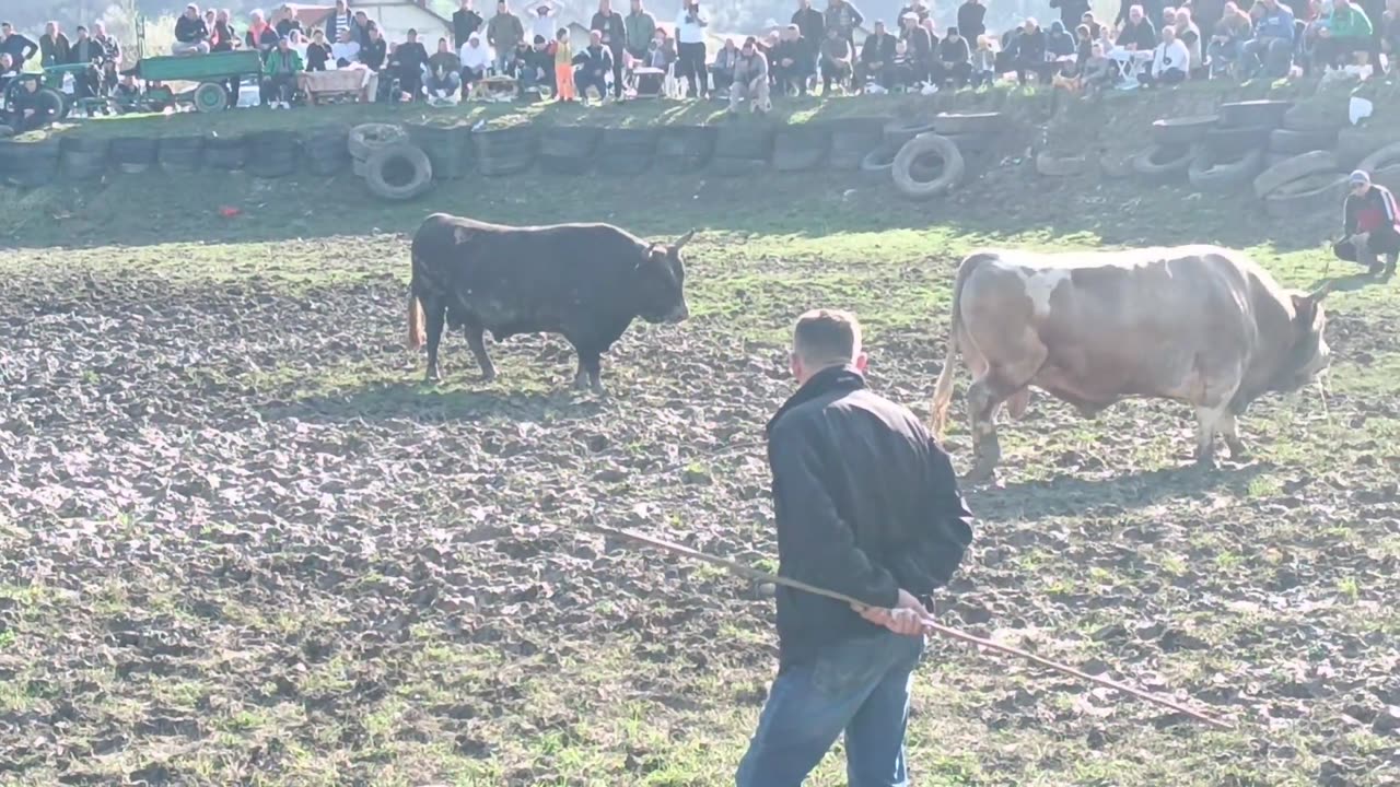 Gavran Admir Lapnadić vs Milkos Ismet Ferizović