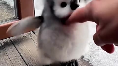 Funny Baby Penguin Playing | Cutest Penguin Moments 2025 🐧❤️