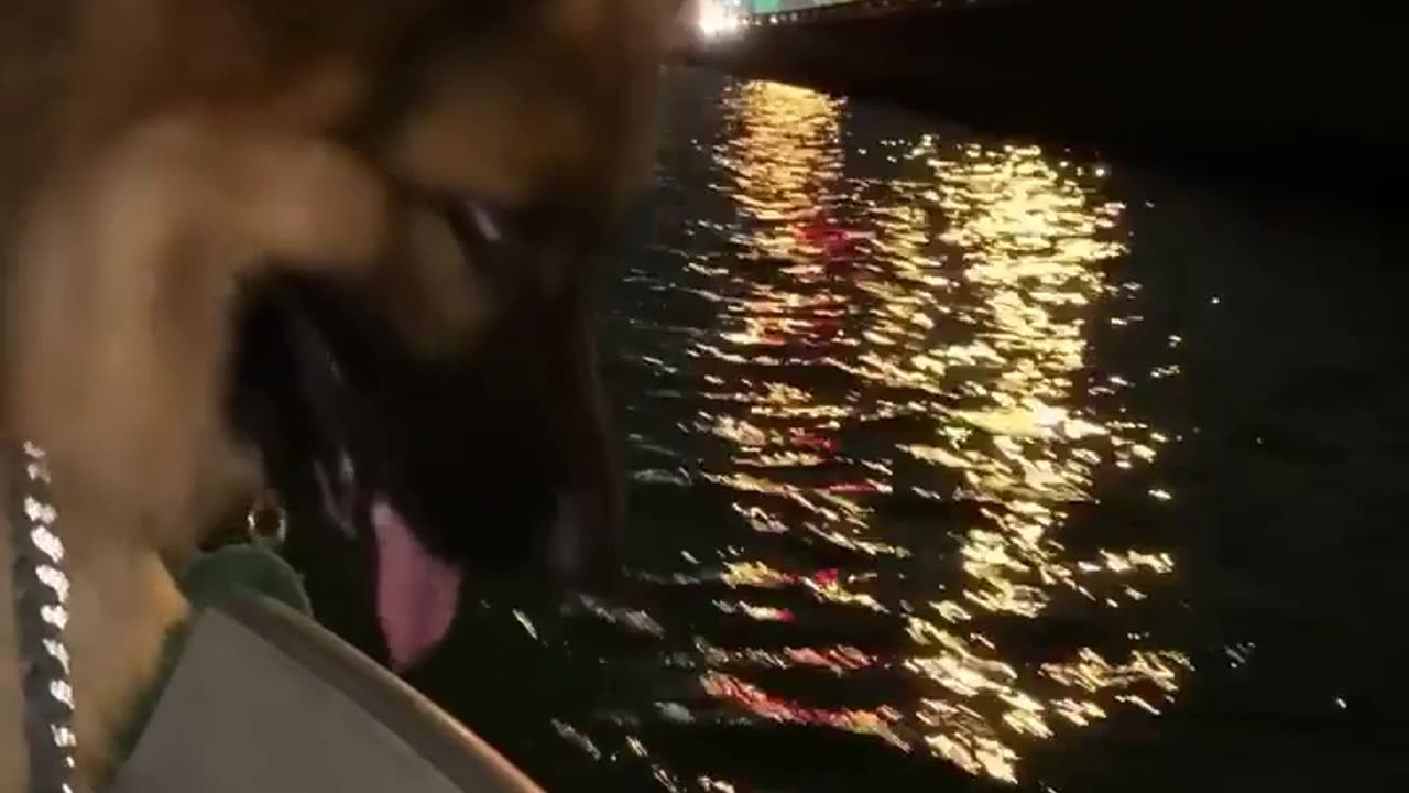 Funny dog