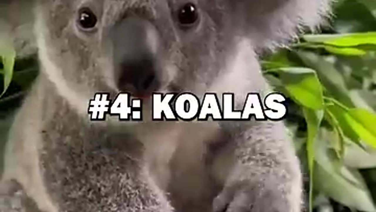 Top 10 EXOTIC PETS
