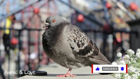 Hilarious Animal Sounds: A Wild & Wacky Compilation of Funny Critters!