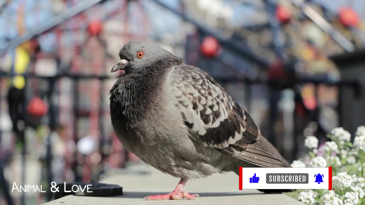 Hilarious Animal Sounds: A Wild & Wacky Compilation of Funny Critters!