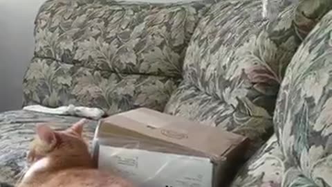 Funny Dog vs Cat Moments | Shop Pet Accessories Online
