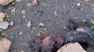 🚨🇺🇦 Ukraine Russia War | Urgent Call for Support Amid Conflict | RCF
