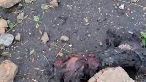 🚨🇺🇦 Ukraine Russia War | Urgent Call for Support Amid Conflict | RCF