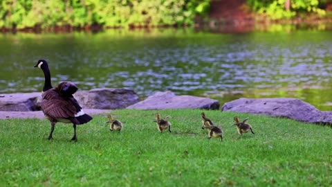 Funny Little Goslings