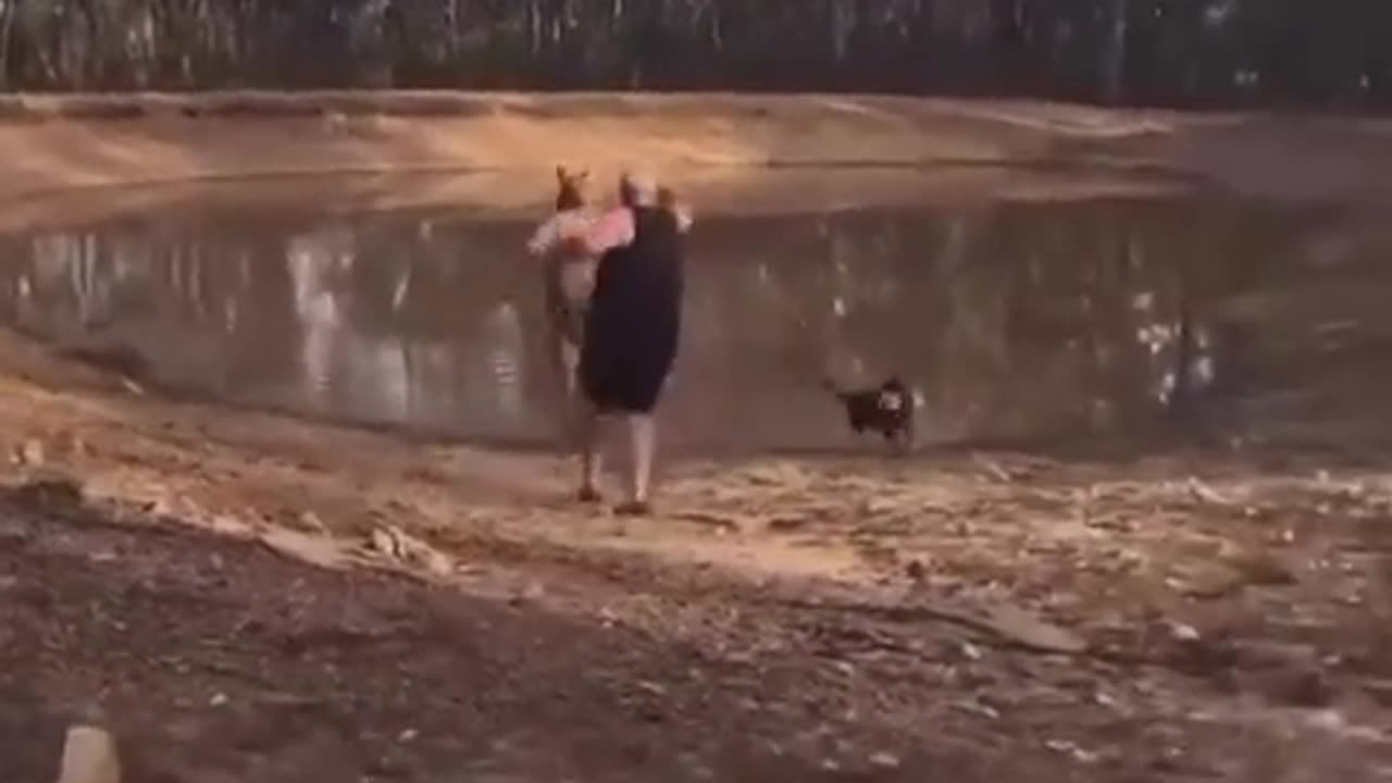 Kangaroo diaries only in Australia 🇦🇺