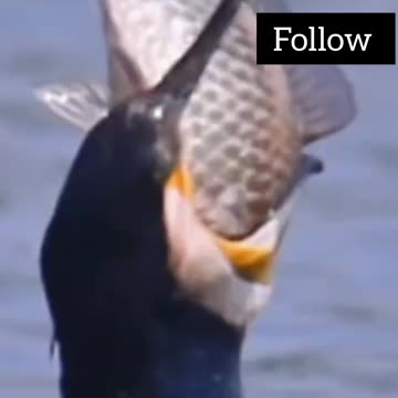 Cormorant Slowly Swallows a Huge Fish – Incredible Wildlife Moment😰