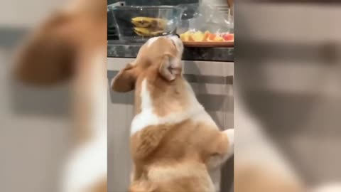 Funny Animals Videos