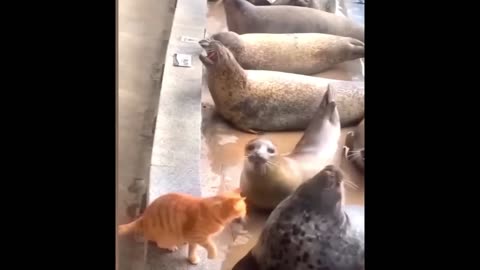 Funniest Cats and Dogs Videos