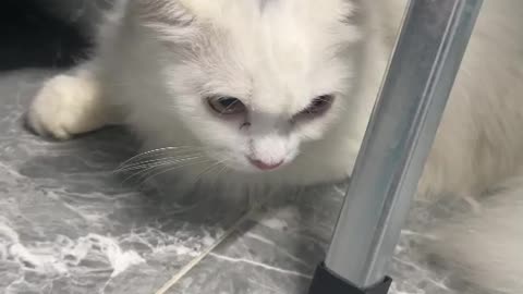 Cat animal love