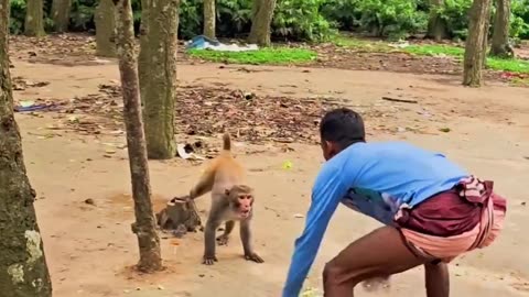 Angry Monkey Tries to Attack Man | Funny Animal Video 😂🐒