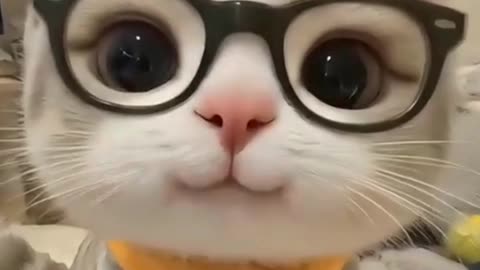 🐱 Cute Kitty Moments – Funny & Adorable Cat Video