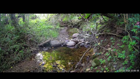 Live Stream