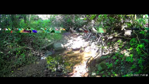 Live Stream