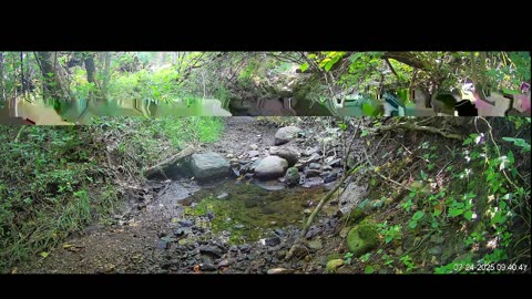 Live Stream