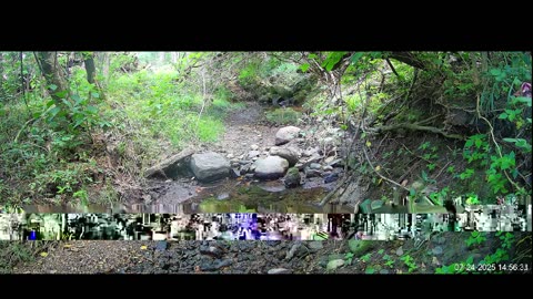 Live Stream