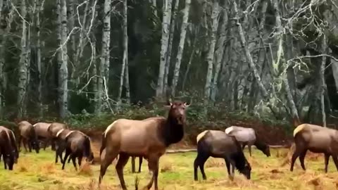 Olympic National Park