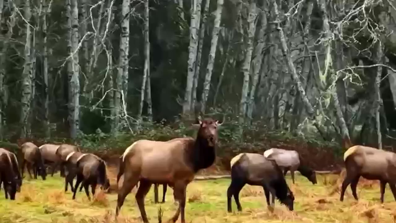 Olympic National Park