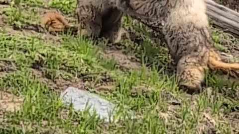Wrestling Marmots on Mount Rainier