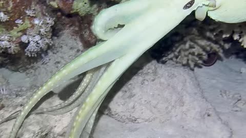 Unique world of fish 🐠🐟