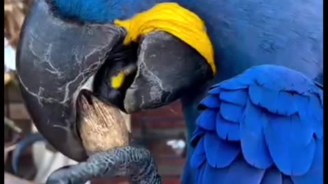 Hyacinth Macaw – The Blue Jewel of the Amazon