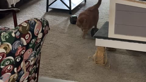 Chonky Cat Excited for Kitty Treats