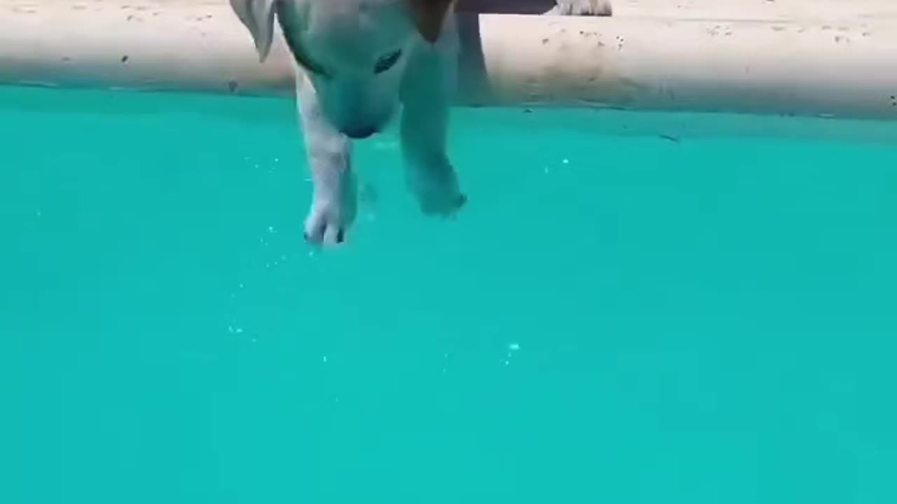 Tiny dog pool day! 🐶💦😂