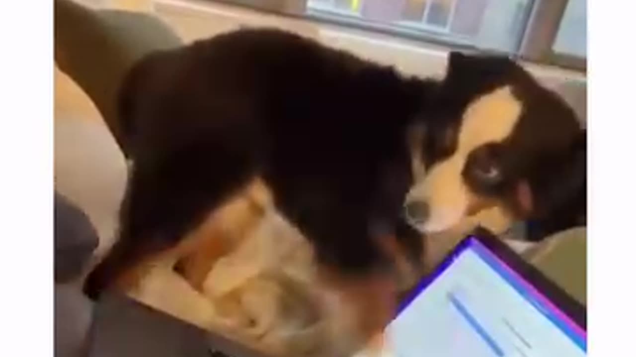 this is why he gets no work done doggy