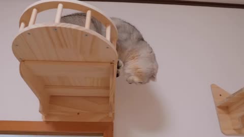 The kitten_s reaction after being woken up was too cute.