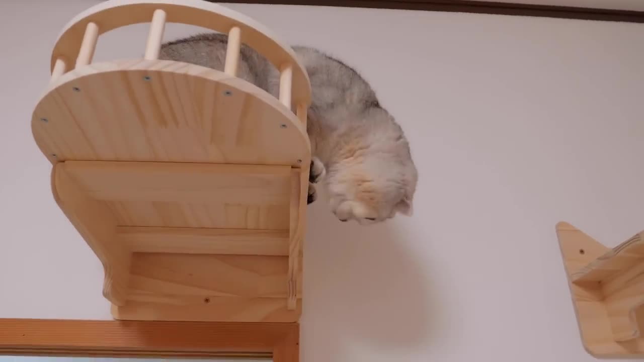 The kitten_s reaction after being woken up was too cute.