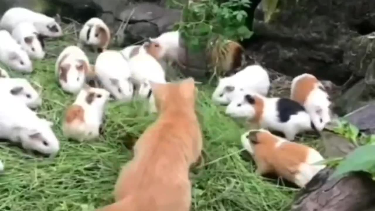 Heart-Melting Fails | Adorable Cats Galore 🐾❤️
