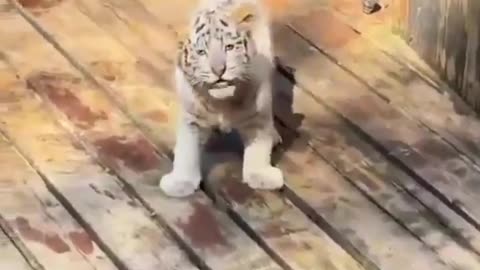 🤯🦁 Adorable Tiger Cub Roars at Tourists! | FeedMyCuriosity