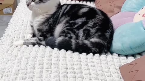 Funny Cats And Dogs Videos 😂