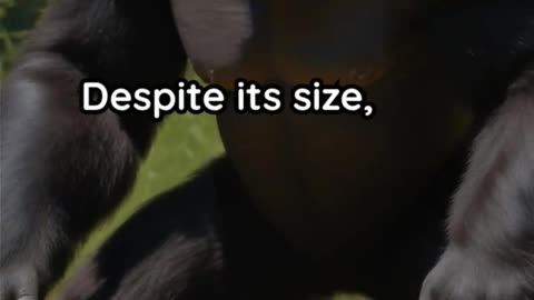 The Rise and Fall of the Real King Kong | Gigantopithecus – The Lost Giant Ape