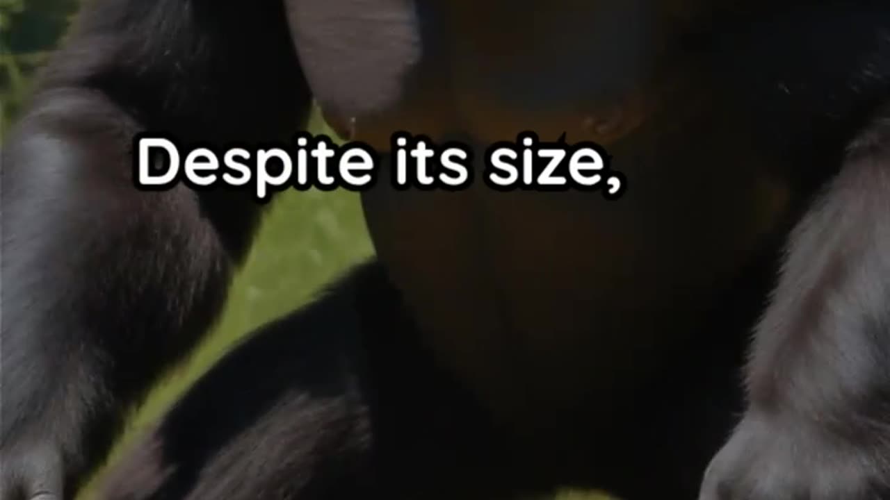 The Rise and Fall of the Real King Kong | Gigantopithecus – The Lost Giant Ape