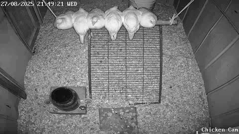 Millar Time Chicken Cam