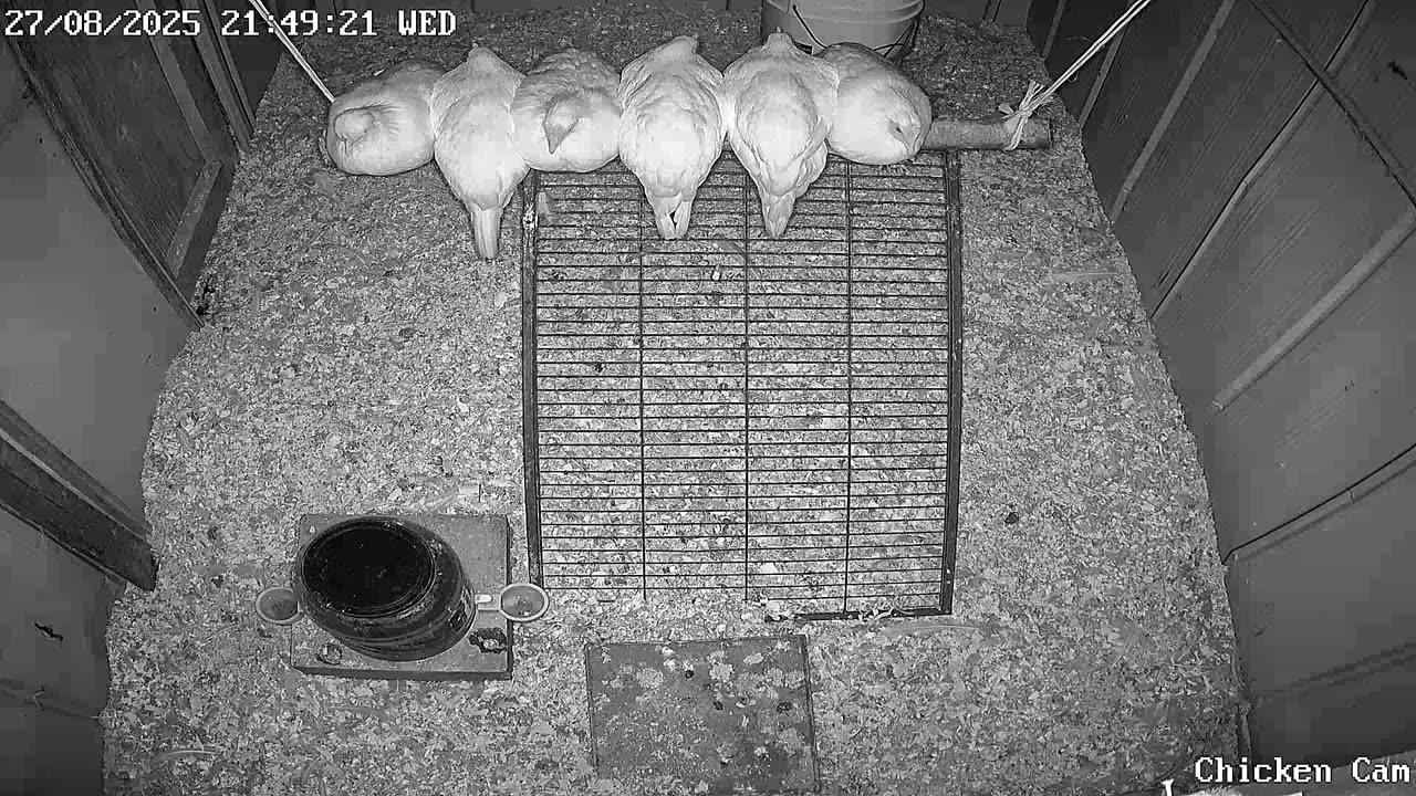 Millar Time Chicken Cam