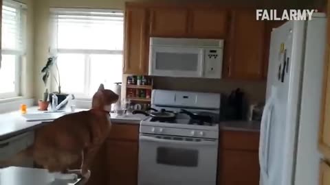 Funny cat Video