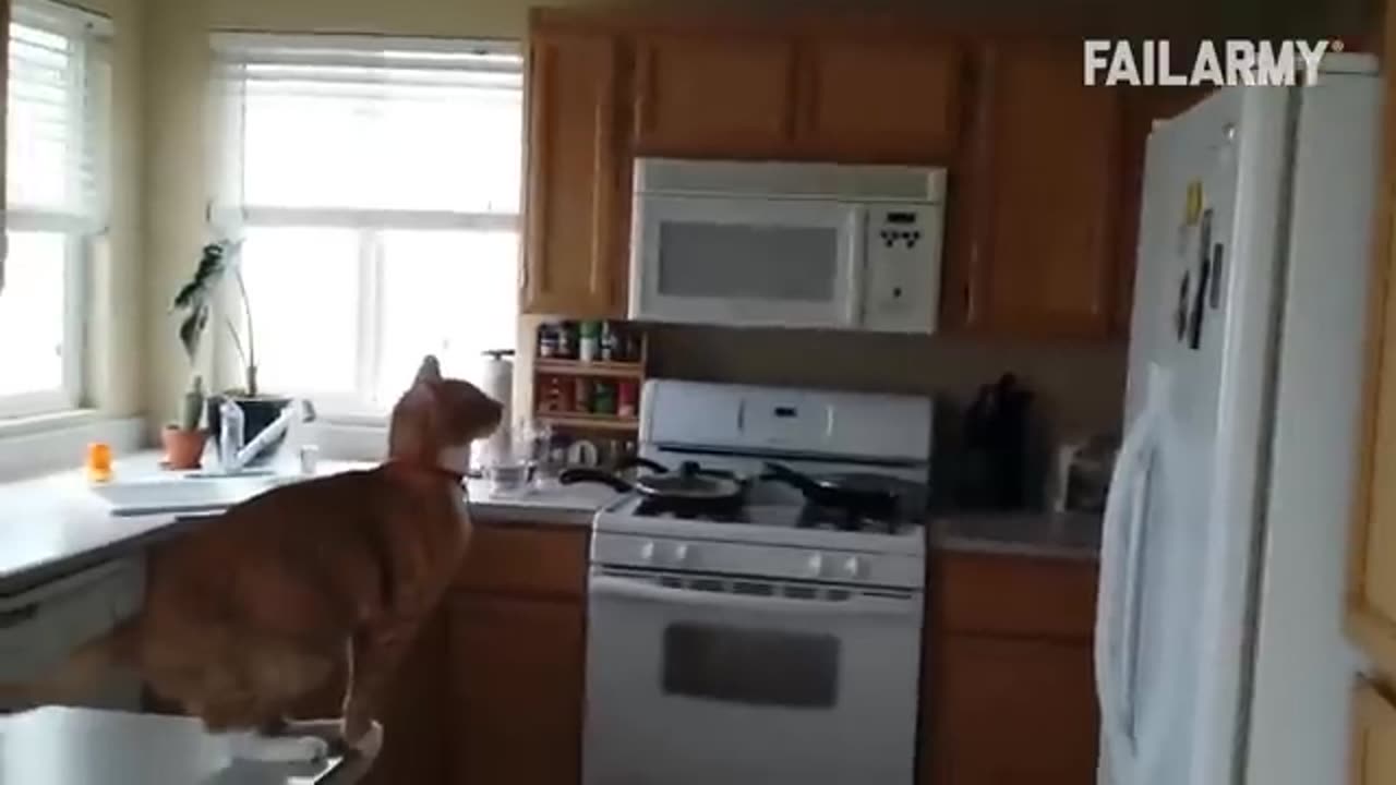 Funny cat Video