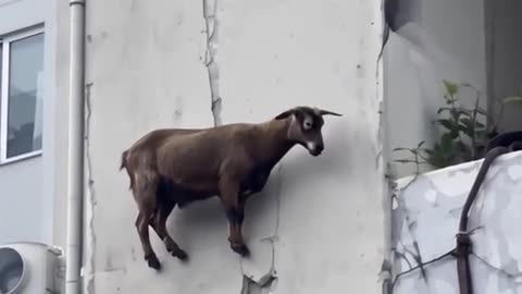 Funny