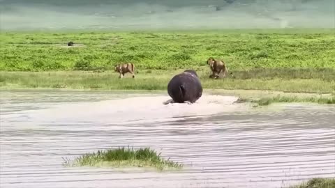 Animals Features