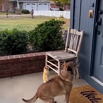 Don Gato Y Su Pandilla🤣🤣🤣