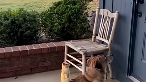 Don Gato Y Su Pandilla🤣🤣🤣