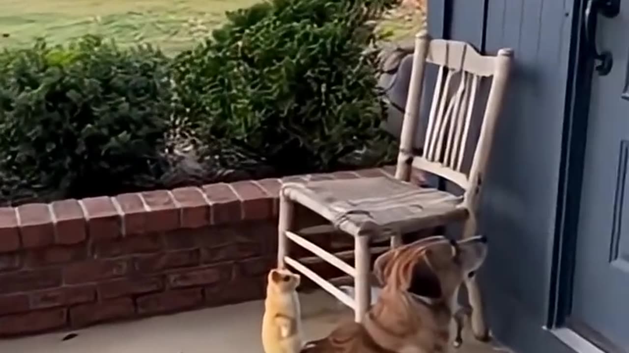 Don Gato Y Su Pandilla🤣🤣🤣