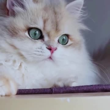 cute cat || dua