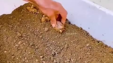 Grow your own food, it's very easy