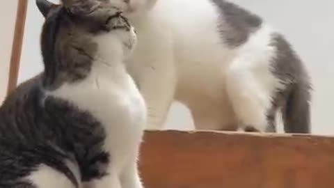 Cats foreplay before fighting