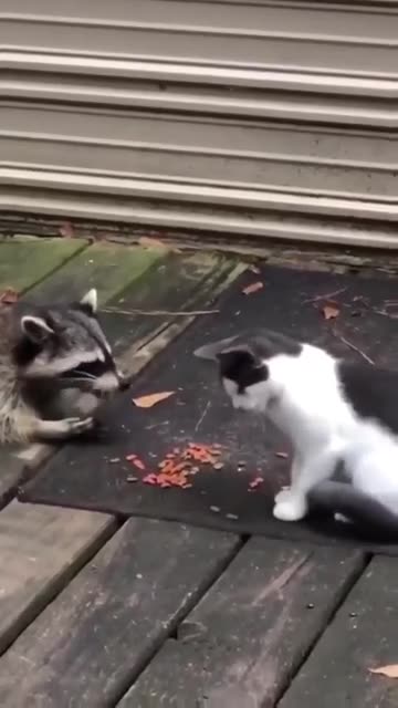 The attack of the hungry raccoon
